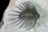 Unidentified Lichid Trilobite From Jorf - Belenopyge Like #171559-2